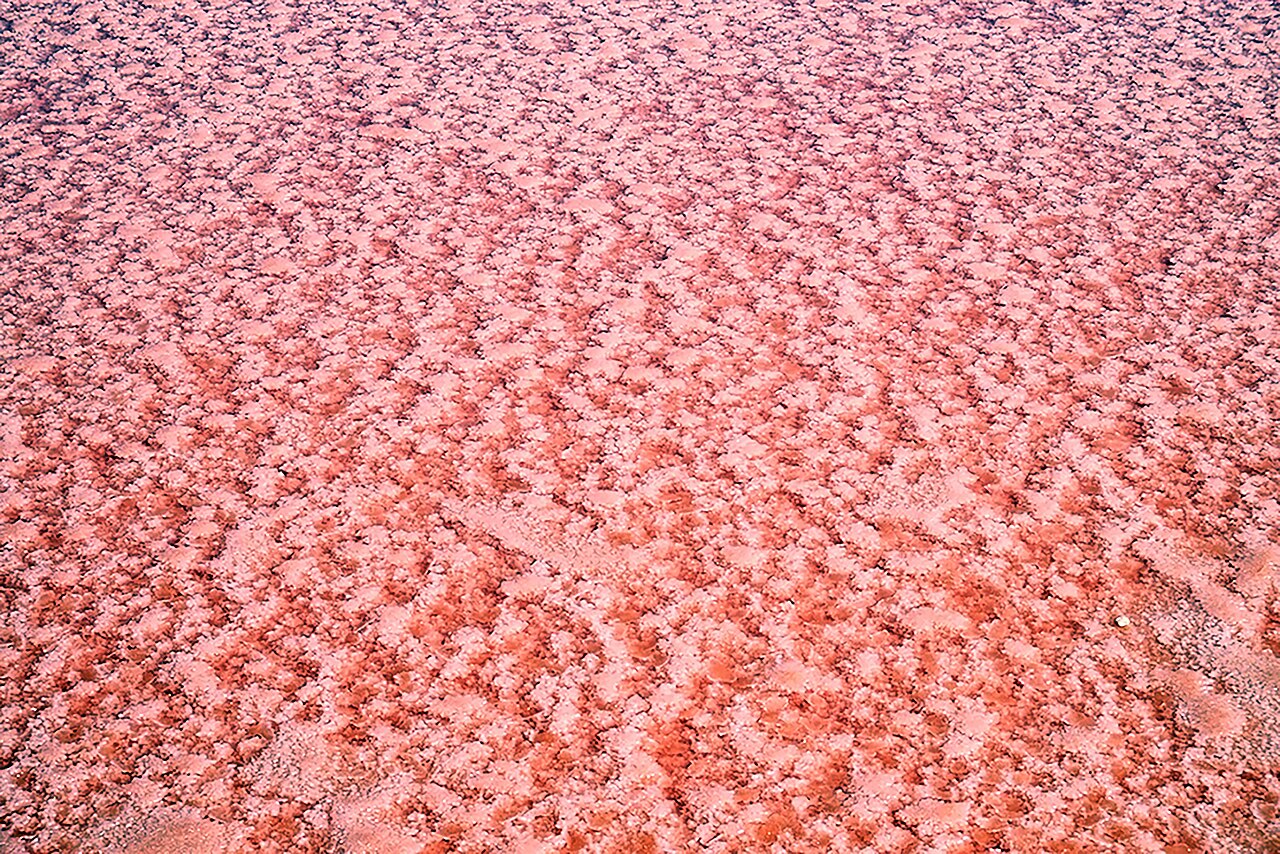 Eaux roses des salins de Gruissan, île Saint-Martin